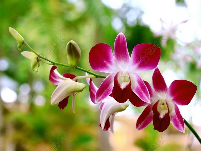 兰花的黑色花纹 兰花 花朵绽放