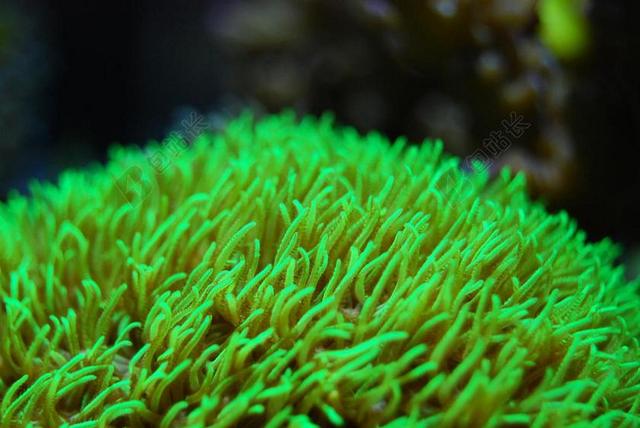 珊瑚 礁 海 水下 海洋 水 水族馆 海底 绿色