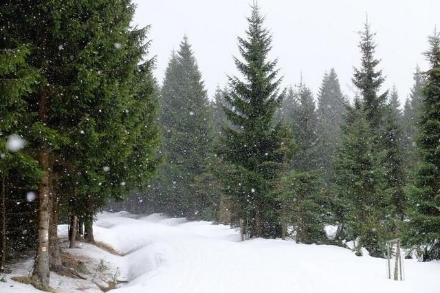 JIZERKA 雪 下雪 云杉 冬天 霜 片 捷克共和国