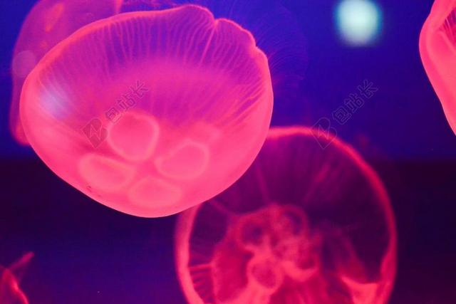水母 水族馆 鱼缸 鱼 热带鱼 水下 蓝色 海洋 海底 海