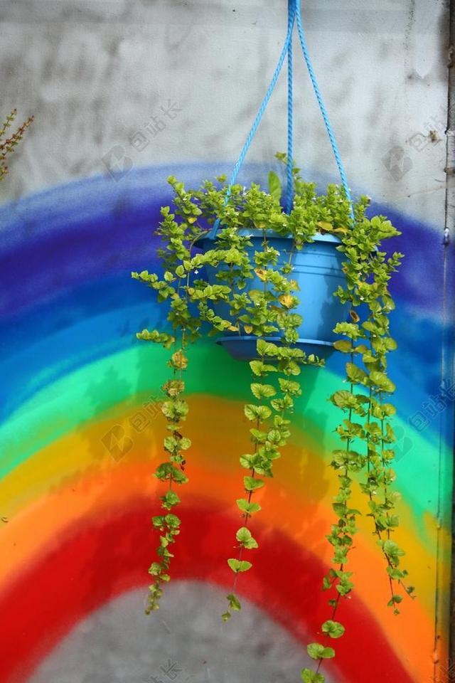 彩虹绿植盆景植物背景图片