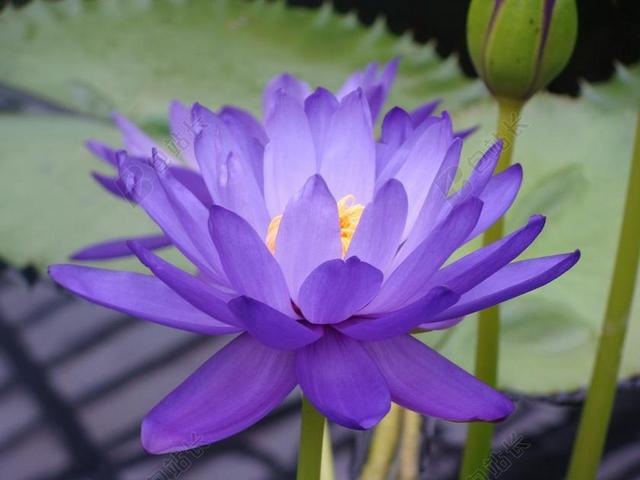 水百合 NYMPHEA 莲花 蓝莲花 NYMPHEACEAE