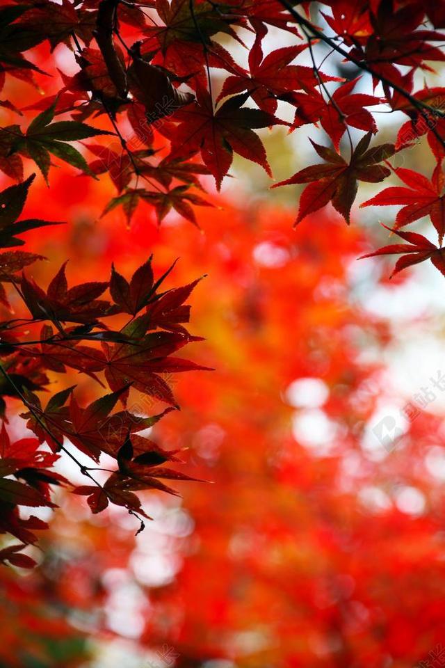 枫叶树林秋天红叶自然背景图片