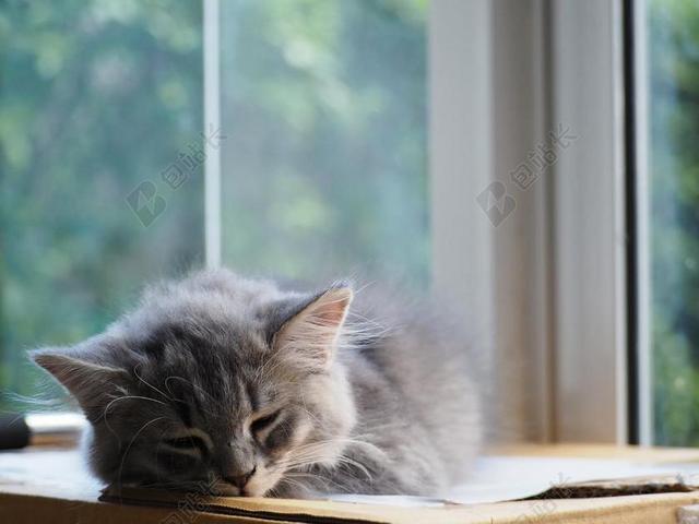 猫睡着窗户阳台可爱背景图片