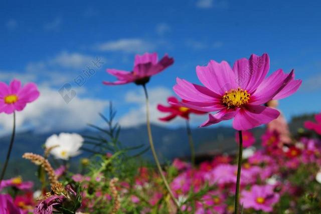 花 波斯菊 蓝天 大波斯菊 紫色 花朵