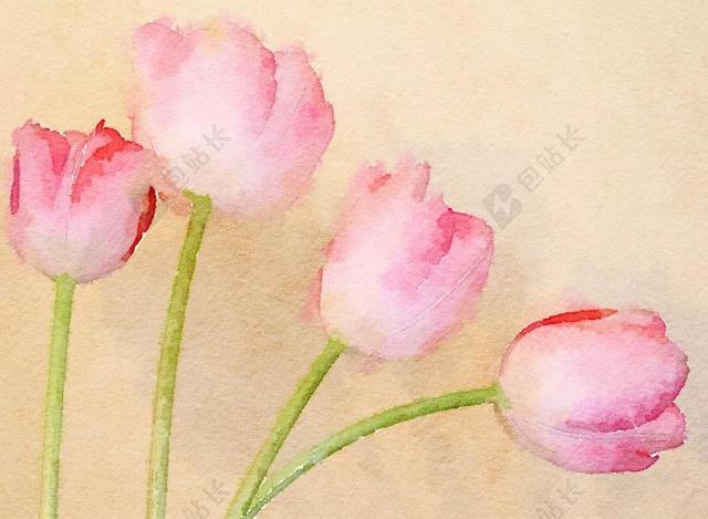 水彩艺术花郁金香绘画画室背景图片