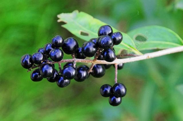 女贞 浆果 黑莓果 女贞子花 OLéACéE 有毒 水果 结实