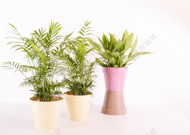 植物花盆塑料装饰背景图片