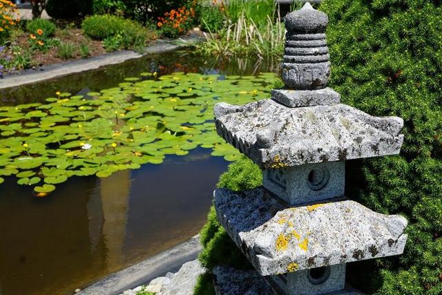 莲花百合荷花水生植物植物河湖背景图片