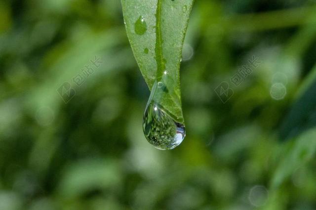 滴 露水 露珠 一滴水 叶子 性质 绿色 关闭 厂 雨