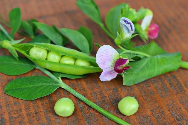 豌豆 POD 绿色 蔬菜 植物