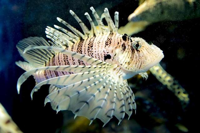 水族馆 珊瑚鱼 海洋 尖尖 鱼 狮子 多彩 水下 珊瑚