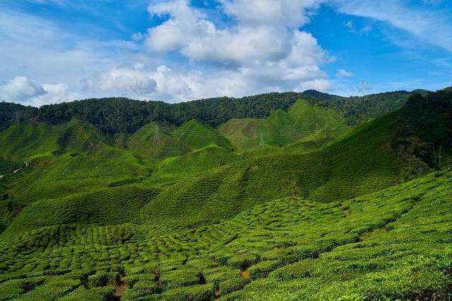 茶 场 绿色 美丽 茶园 马来西亚 和平 植物 亚洲 性质