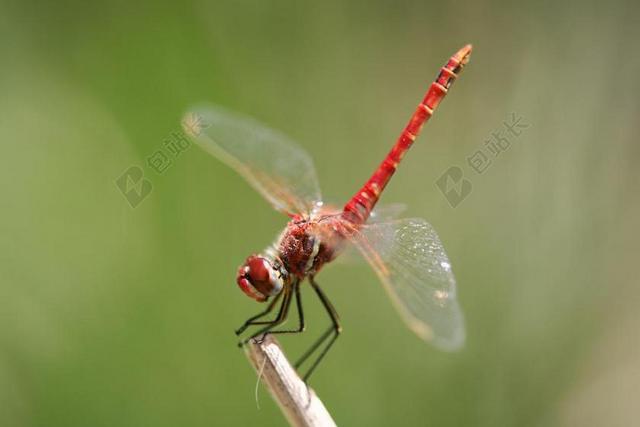 飞 蜻蜓 螺旋桨 翼 红色 昆虫 速度 壁纸 背景 性质
