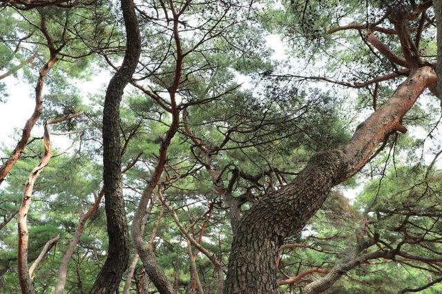 松 树 松树 性质 自然 韩国 朝鲜的 传统 庆州 旅游