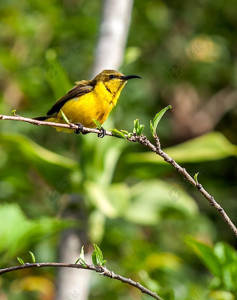 鸟热带鸟类黄色小鸟树立野外清新背景图片