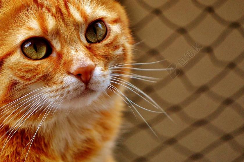 猫 宿醉 红色 滑稽 可爱 鲭鱼 虎 甜 动物 国内的猫