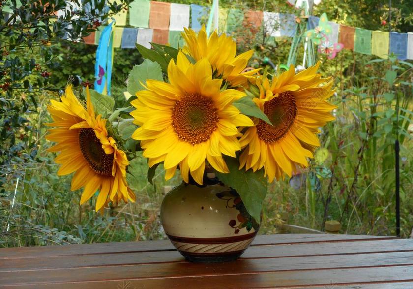 向日葵 花束 向日葵的字段 束鲜花 黄色的花束 阳光明媚的黄色