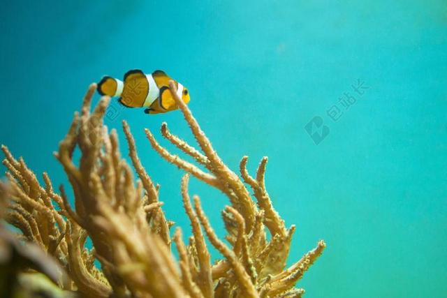 尼莫 鱼 水下 海 海洋 礁  水族馆 野生动物 跳水