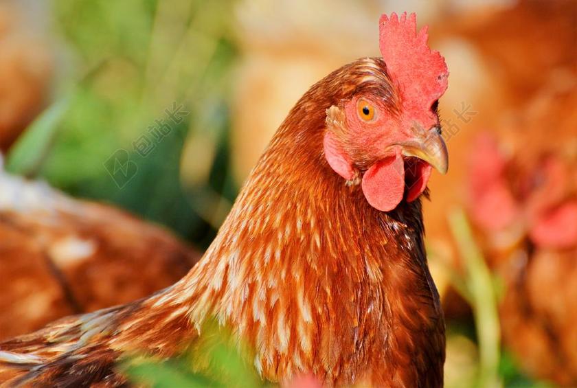 鸡 母鸡 家禽 散养 牲畜 农场 鸟 动物 农业 性质