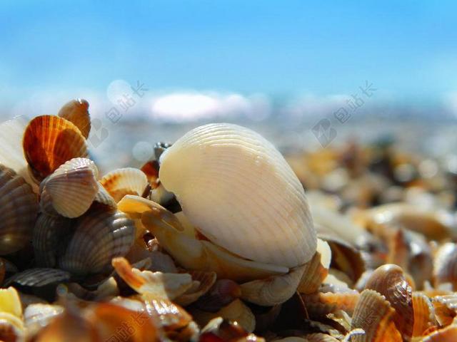 海 夏季 海滩 水 波 砂 天空 贝壳 接收器