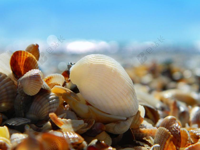海 夏季 海滩 水 波 砂 天空 贝壳 接收器