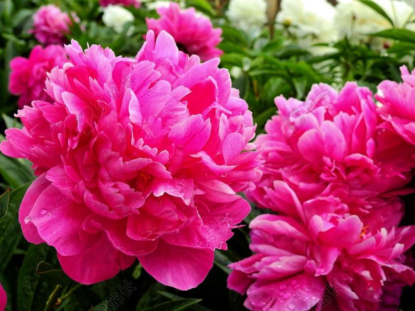 摄影自然盛开的牡丹背景图片