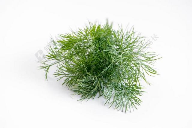 莳萝 香料 植物 食品 草本 绿色 叶子 作物 味道 生物