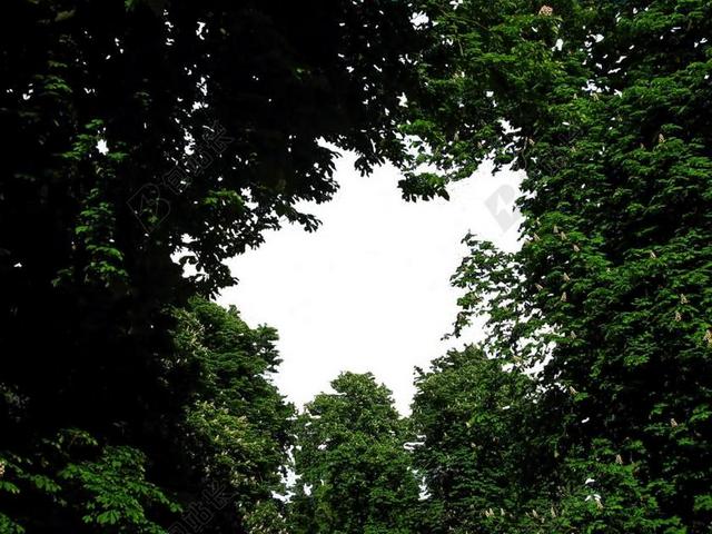 森林 丛林 雨林