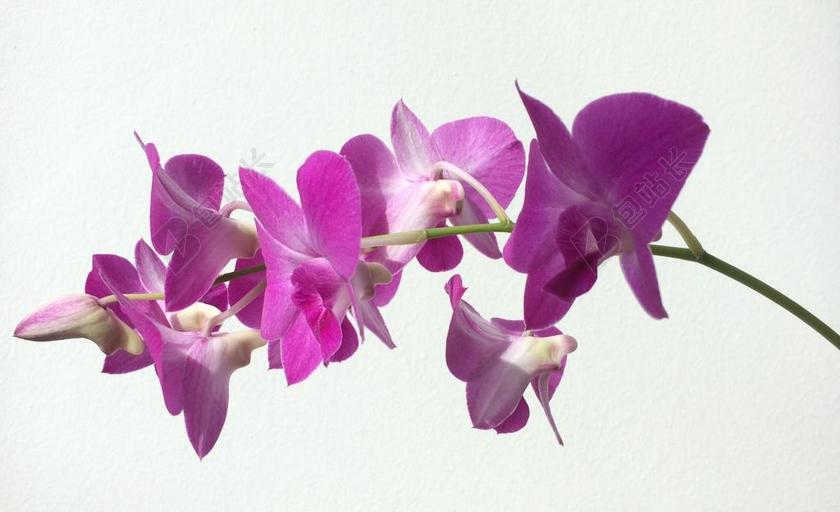 兰花 盛开 花 粉红色 紫红 紫色 开花 花的 新鲜 颜色