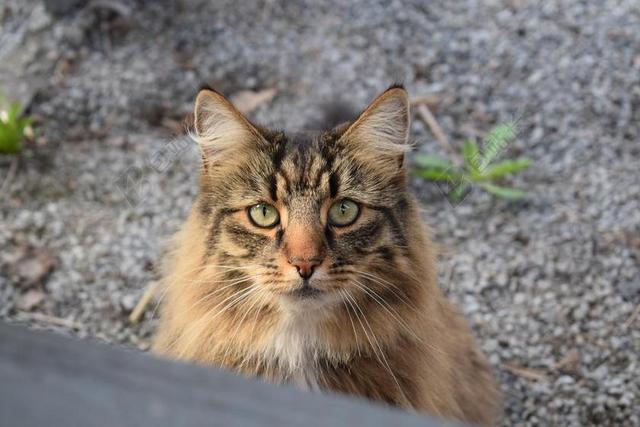 猫 动物 宠物 猫脸 可爱猫咪 脸上的猫 特写 眼睛 可爱