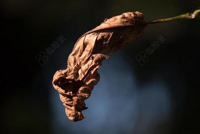 秋季 叶子 枯萎 树 科 过客 秋天的落叶 秋天的颜色