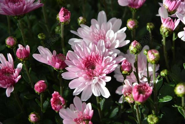 妈妈 鲜花 颜色 黄色的白色紫色 花花朵 性质 杜桑 植物学