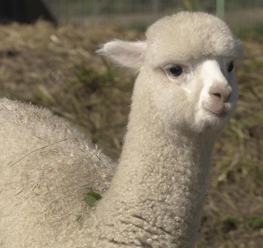 羊驼 PAKO 年轻的动物 羊毛 骆驼 VICUGNA 帕索斯