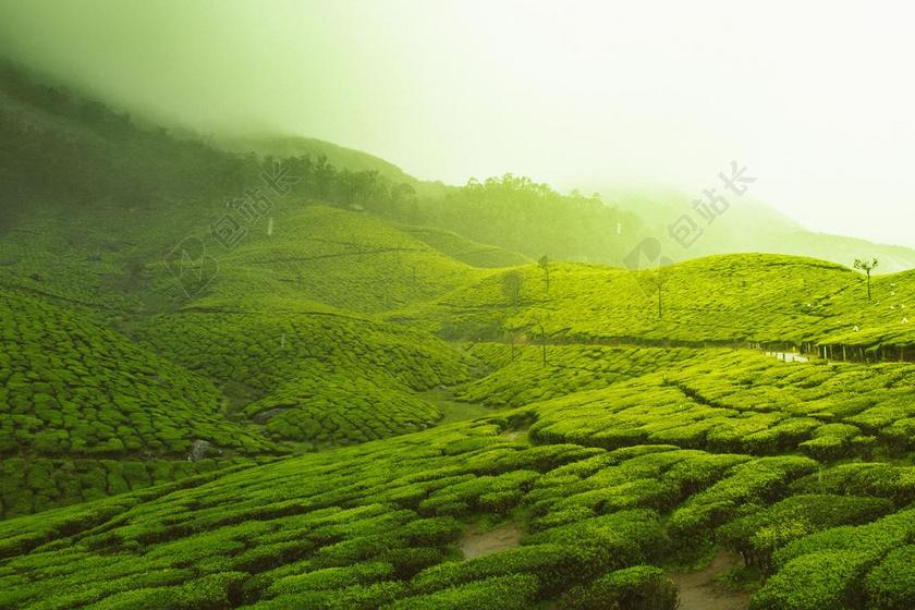 绿色 树 农场 原野 山 人工林 自然 查看 高原