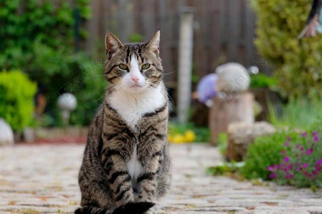 猫 坐 宠物 动物 查看 性质 国内的猫 动物肖像 年轻的猫