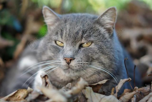国内的猫 动物医院 动物 枪口猫 性质 苗族 黄瓜 猫肖像