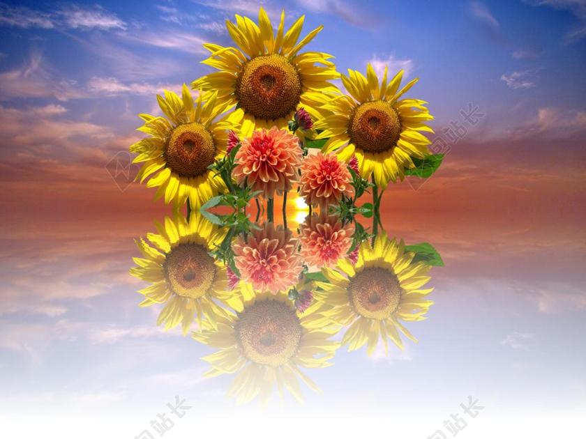 大丽花 向日葵 秋季 花园 开花 性质 阳光 植物群 厂