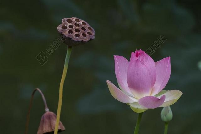 花 水花卉 莲花