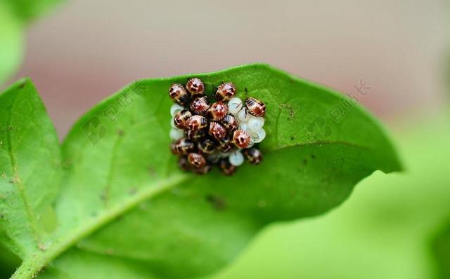 BUG 叶的 BUG 错误 昆虫 昆虫卵 舱口盖