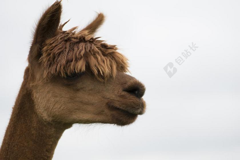 羊驼 动物 肖像 动物的画像 头 野生动物摄影 关闭