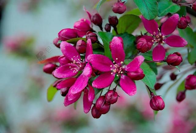春 苹果 苹果花 鲜花 性质 树 悲伤 绽放 开花海棠