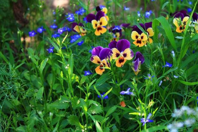鲜花 性质 花卉 花园 明亮 美丽  桌面 夏季 植物