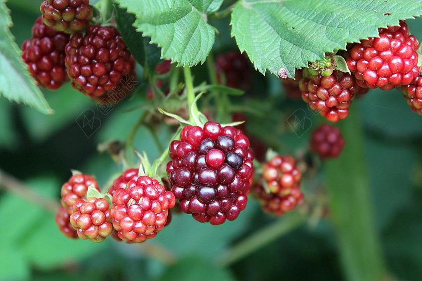 摄影自然黑莓果实背景图片