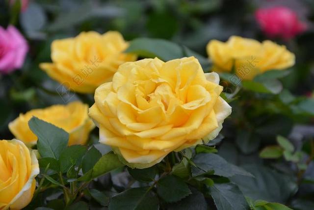 黄色玫瑰 鲜花 灌木 花束 提供 事件 花园 藤本月季