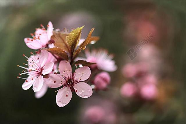 血梅 开花 树 梅花CERASIFERA 春天 花园