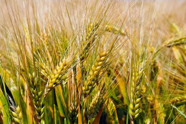 粮食 麦田 字段 谷物 小麦 农业 性质 穗 收获 绿色