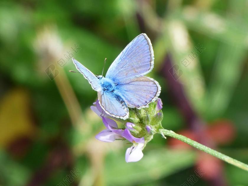 蝴蝶 蓝蝴蝶 BLAVETA公社 眼灰蝶属伊卡洛斯 BLAUET
