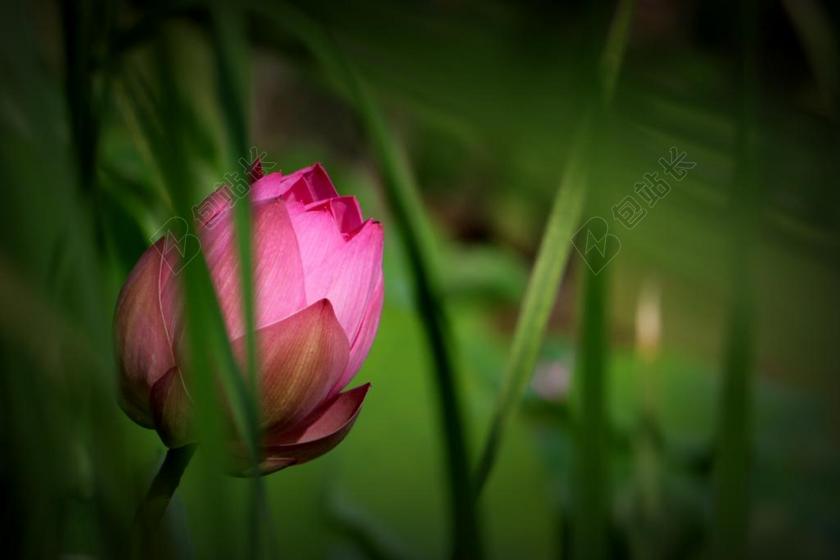 中國 花卉 荷花