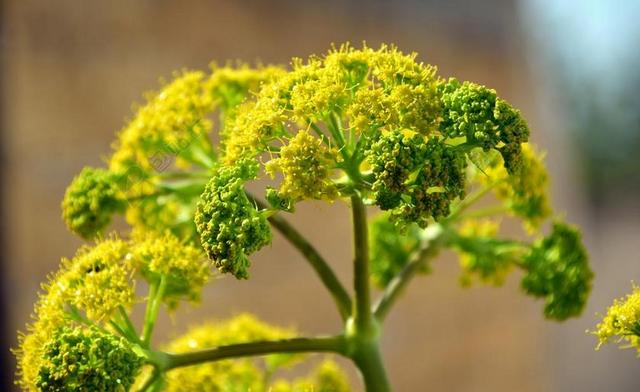 小茴香 野茴香 开花 小茴香花 春天 地中海 性质 关闭